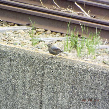 Blue Rock Thrush 晴海 Sat, 5/22/2021