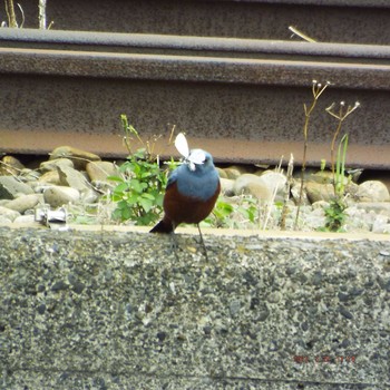 Blue Rock Thrush 晴海 Sat, 5/22/2021