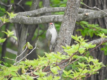 2021年5月19日(水) 十勝地方 音更川河川敷の野鳥観察記録