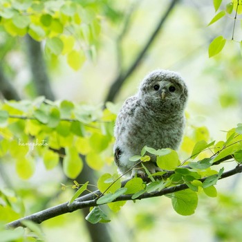 Ural Owl(japonica) 北海道 Fri, 5/21/2021