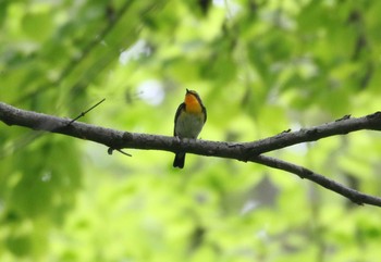 キビタキ 場所が不明 2021年5月22日(土)