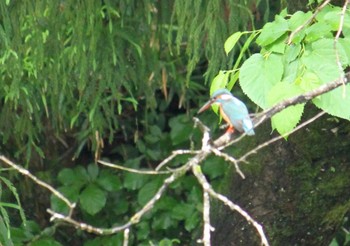 カワセミ 場所が不明 2021年5月22日(土)