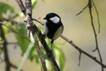 シジュウカラ 明石公園 2021年4月11日(日)