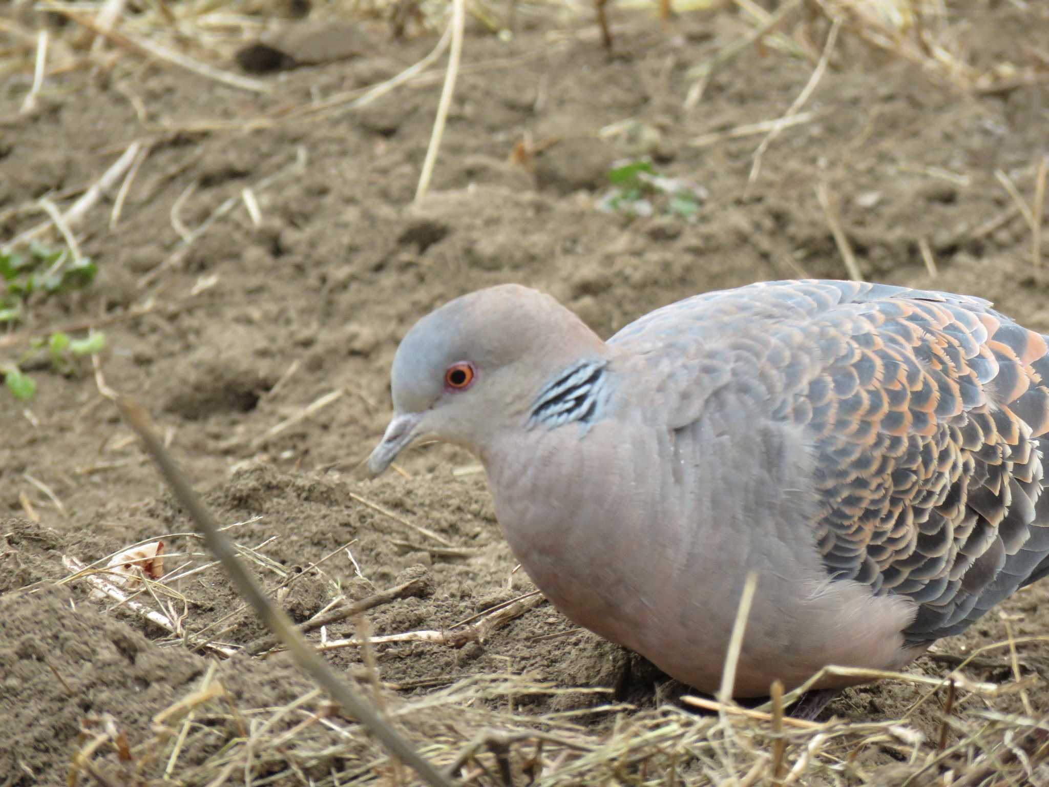 Photo of Oriental Turtle Dove at 埼玉県上尾市 by motherearth