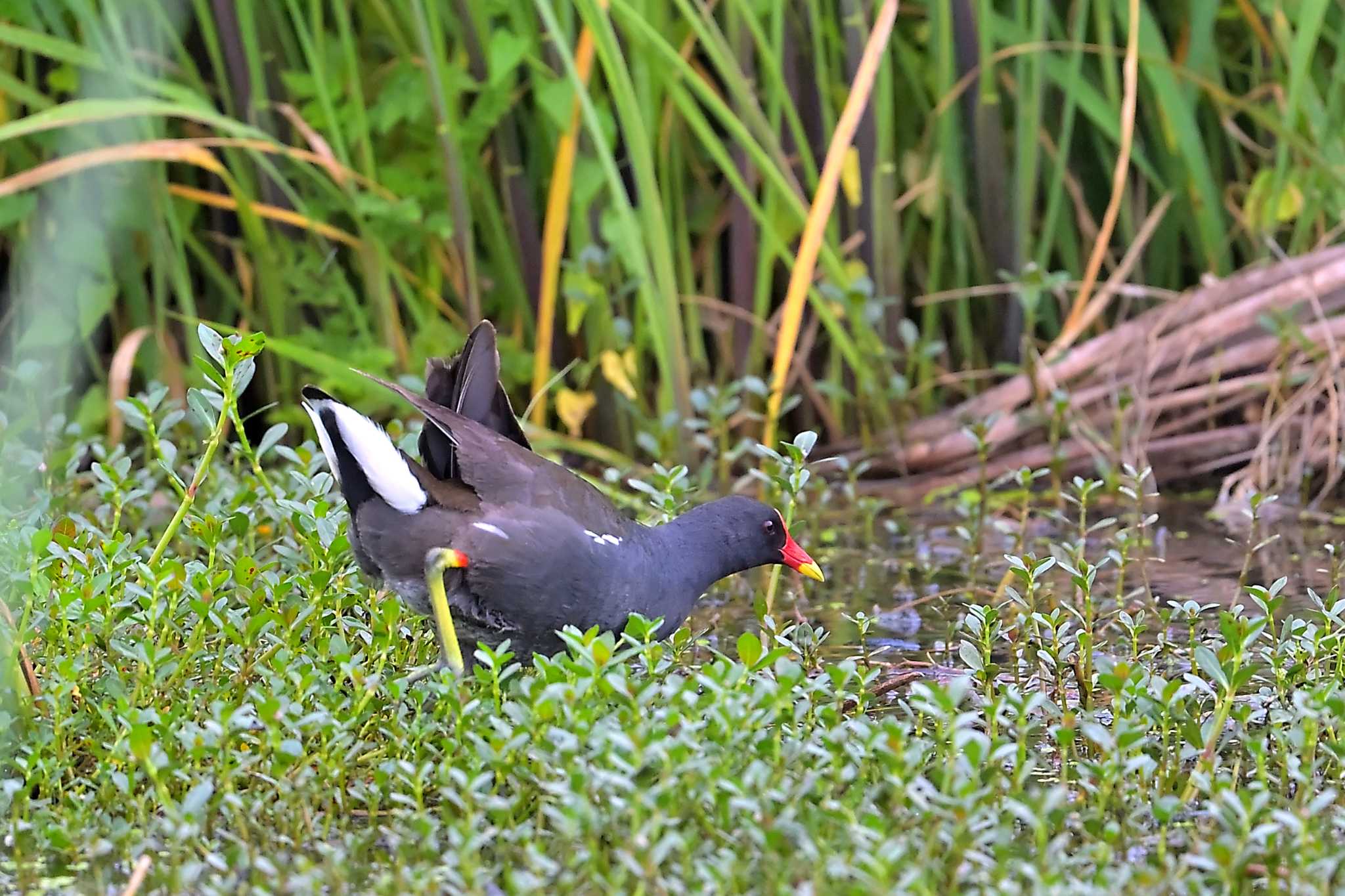 印旛沼周辺 バンの写真 by birds@hide3