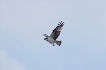 Osprey 城ヶ島 Tue, 3/7/2017