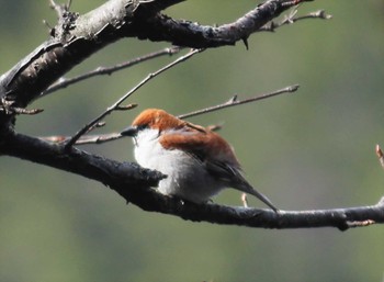 2021年5月4日(火) 湯ノ湖の野鳥観察記録