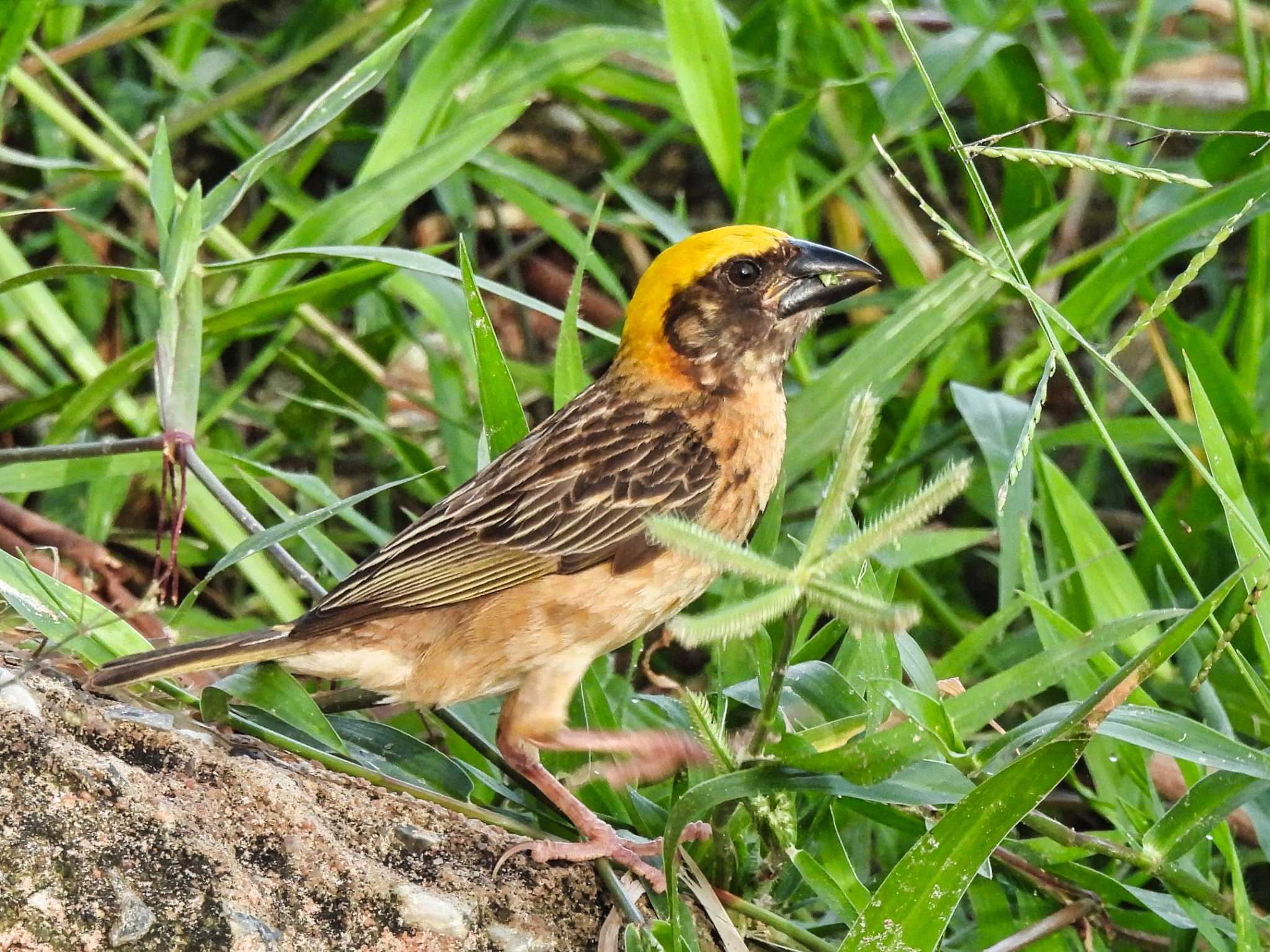 Bang Phra Non-Hunting area キムネコウヨウジャクの写真 by span265