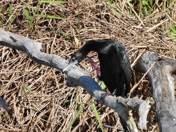 Little Cormorant Bang Phra Non-Hunting area Sat, 5/22/2021