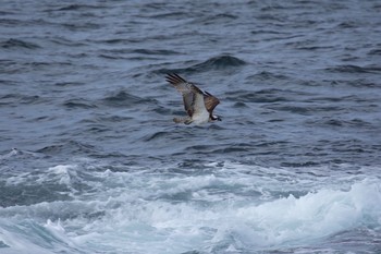 Osprey 城ヶ島 Tue, 3/7/2017