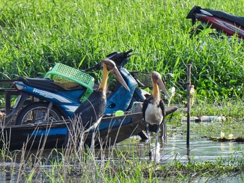 コハゲコウ Bang Phra Non-Hunting area 2021年5月22日(土)