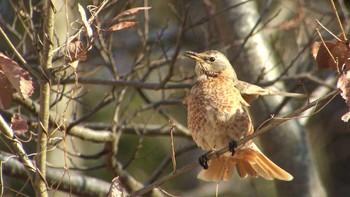 ハチジョウツグミ 横浜市 2017年3月4日(土)