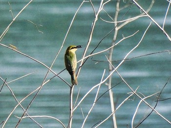 Asian Green Bee-eater Bang Phra Non-Hunting area Sat, 5/22/2021