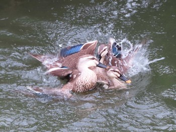 2021年5月22日(土) 境川(境橋付近)の野鳥観察記録