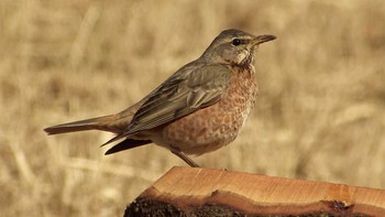 ハチジョウツグミ 横浜市 2017年3月4日(土)