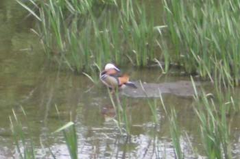 Mandarin Duck 創成川緑地(札幌) Sat, 5/22/2021