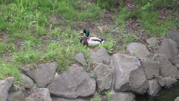 Sat, 5/22/2021 Birding report at 安春川(札幌市北区)