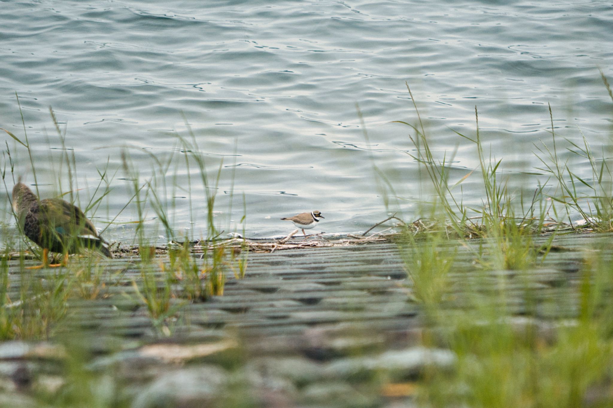 狭山丘陵 コチドリの写真 by naturedrop