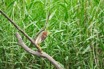 2021年5月22日(土) 狭山丘陵の野鳥観察記録