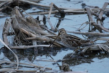 Common Snipe Unknown Spots Wed, 3/8/2017