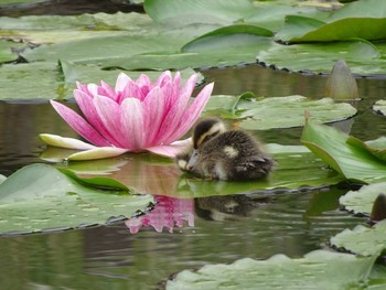 カルガモ 白幡池 2021年5月22日(土)