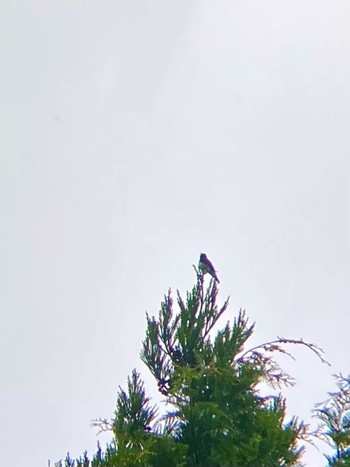 2021年5月22日(土) 砥峰高原の野鳥観察記録