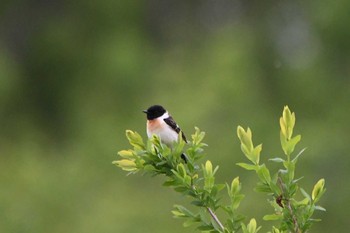 Amur Stonechat 茨戸川緑地 Sat, 5/22/2021