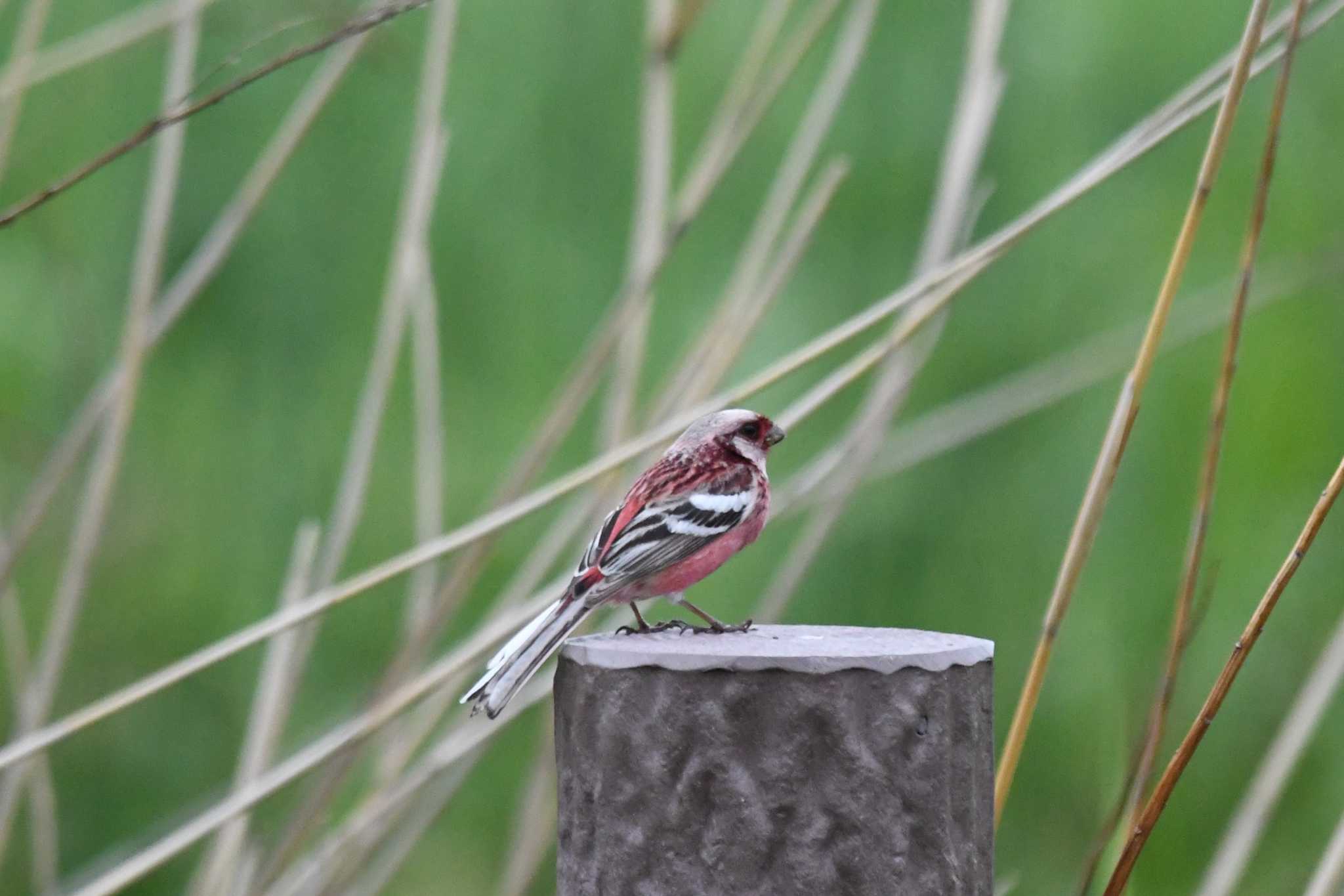 Siberian Long-tailed Rosefinch