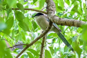 Azure-winged Magpie 都内市街地 Fri, 5/21/2021