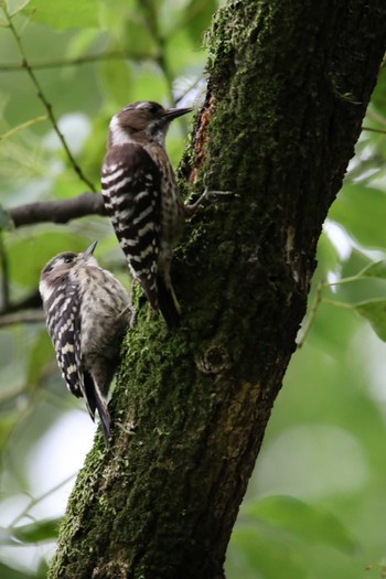 Japanese Pygmy Woodpecker Osaka castle park Sat, 5/22/2021