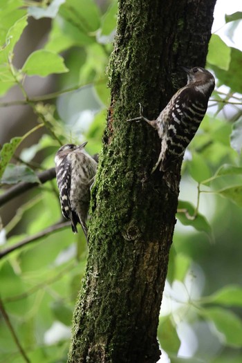 Japanese Pygmy Woodpecker Osaka castle park Sat, 5/22/2021