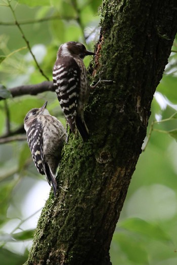 Japanese Pygmy Woodpecker Osaka castle park Sat, 5/22/2021