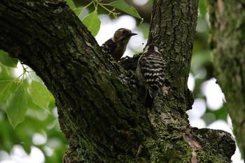 Japanese Pygmy Woodpecker Osaka castle park Sat, 5/22/2021