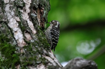 Japanese Pygmy Woodpecker Osaka castle park Sat, 5/22/2021