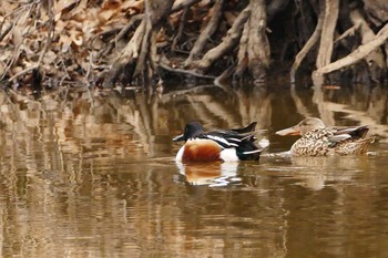 ハシビロガモ 秋ヶ瀬公園 2017年3月7日(火)