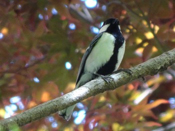 2021年5月8日(土) 薬師池公園の野鳥観察記録