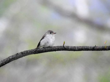 2021年5月22日(土) 奥日光の野鳥観察記録