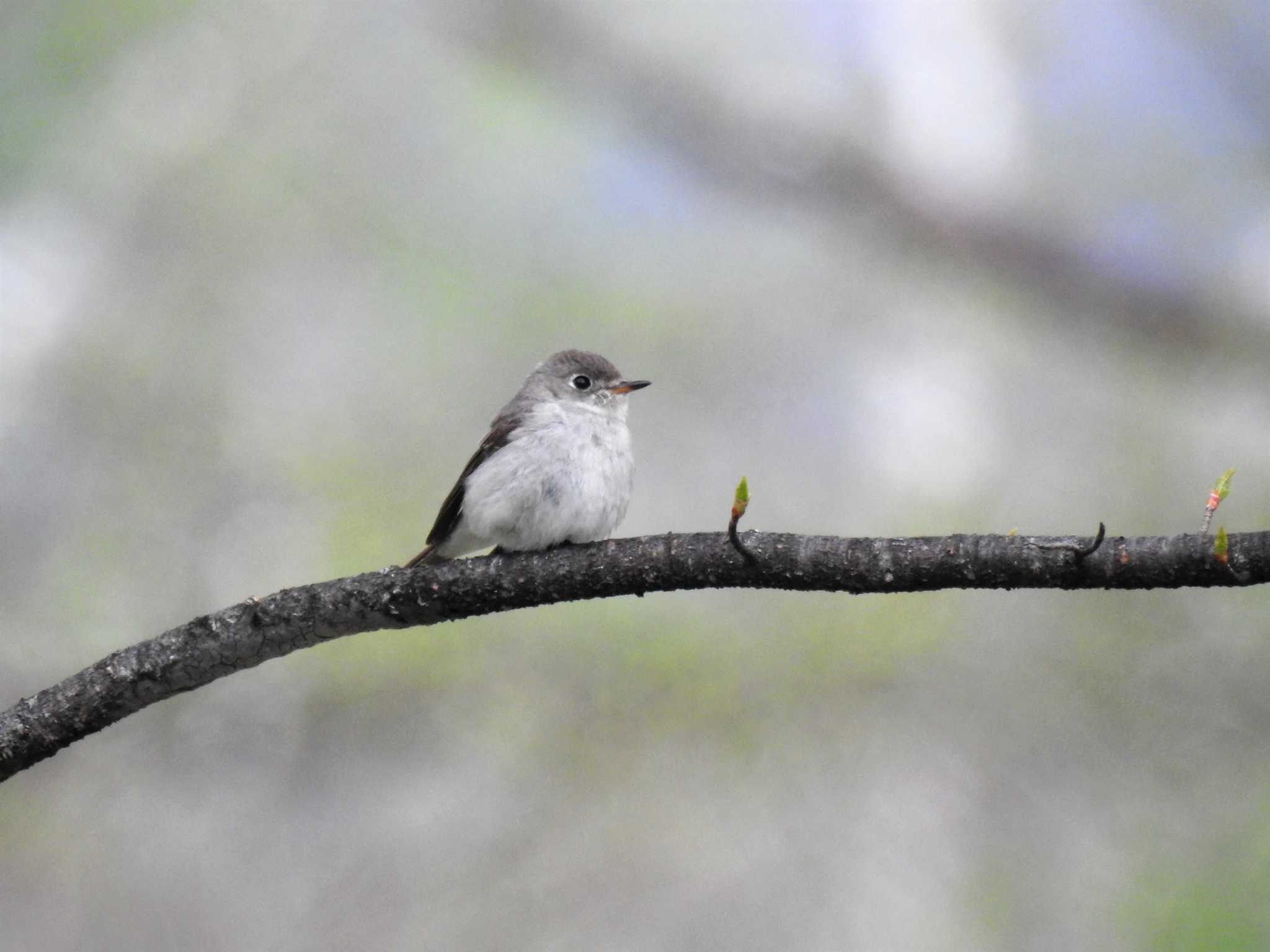 Asian Brown Flycatcher