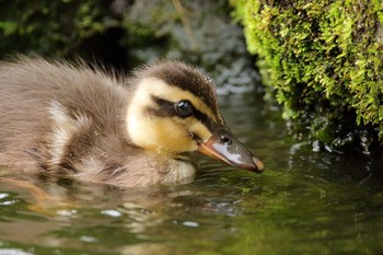 2021年5月22日(土) 横浜市の野鳥観察記録