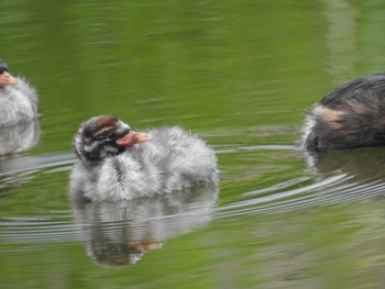 2021年5月22日(土) 多摩川二ヶ領宿河原堰の野鳥観察記録