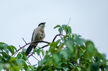 Azure-winged Magpie 都内市街地 Fri, 5/21/2021