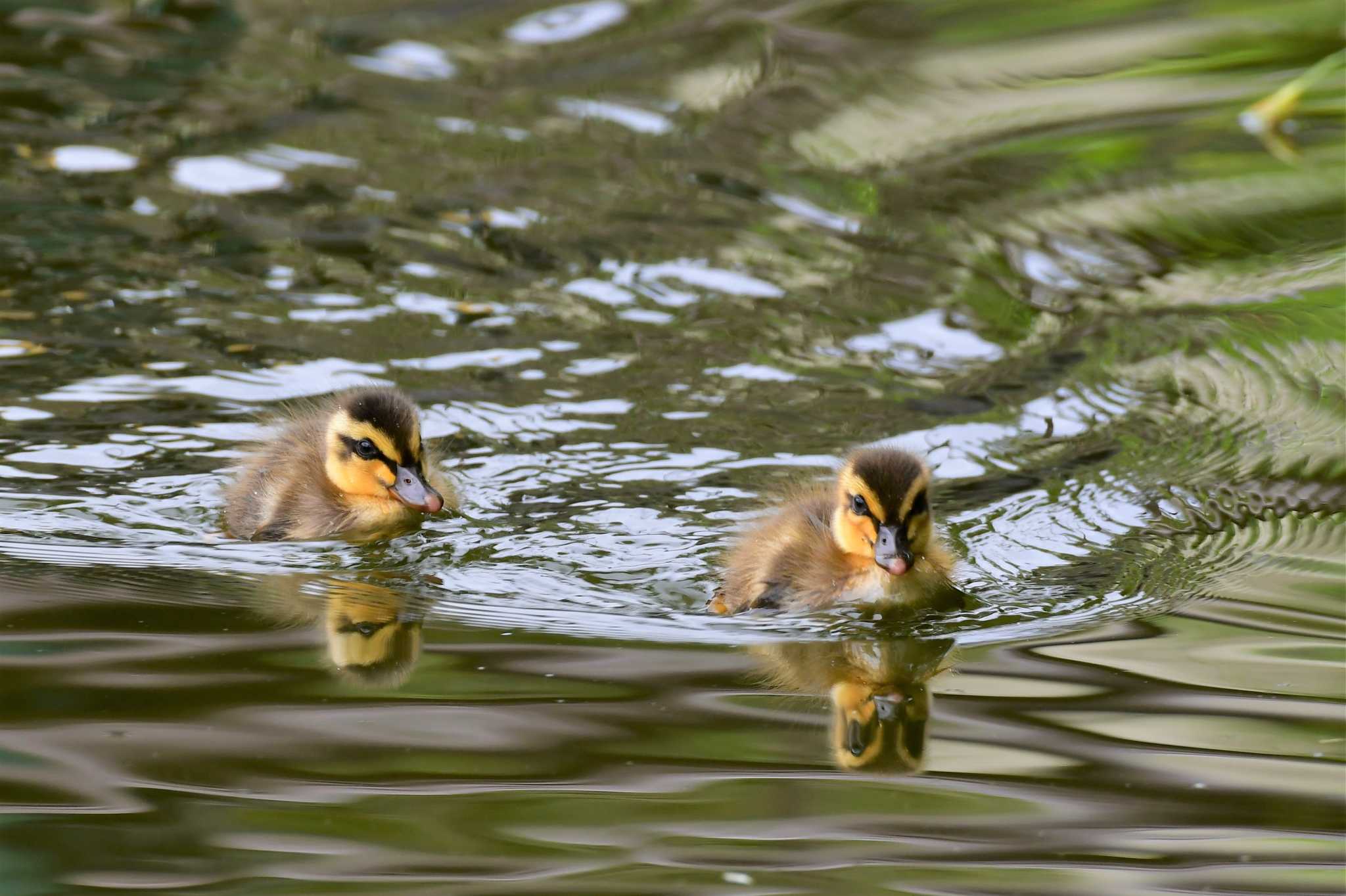 白幡池公園(神奈川県横浜市) カルガモの写真 by とり撮り4010