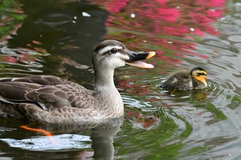 カルガモ 白幡池公園(神奈川県横浜市) 2021年5月16日(日)