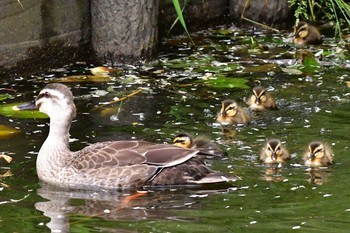 カルガモ 白幡池公園(神奈川県横浜市) 2021年5月16日(日)