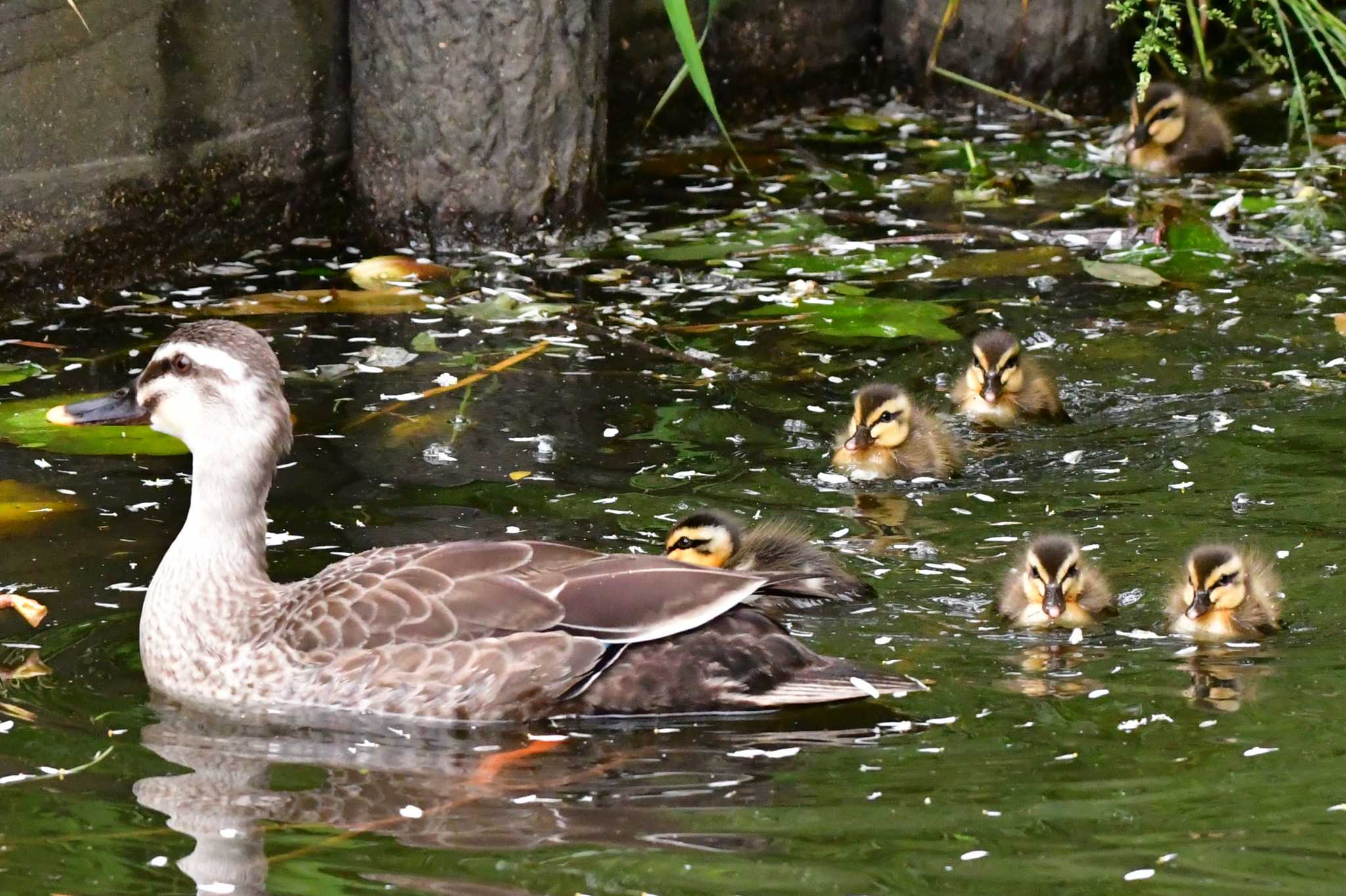 白幡池公園(神奈川県横浜市) カルガモの写真 by とり撮り4010