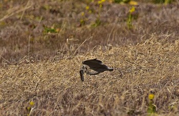 Short-eared Owl Watarase Yusuichi (Wetland) Tue, 2/14/2017