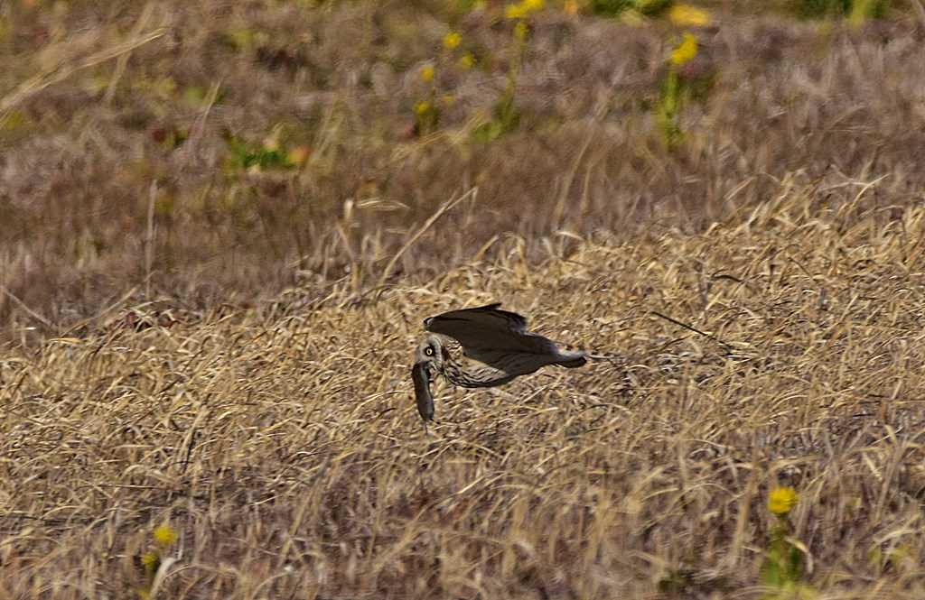 Photo of Short-eared Owl at Watarase Yusuichi (Wetland) by くまのみ