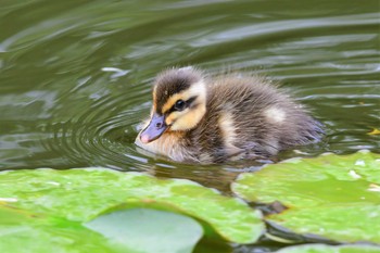 カルガモ 白幡池公園(神奈川県横浜市) 2021年5月16日(日)