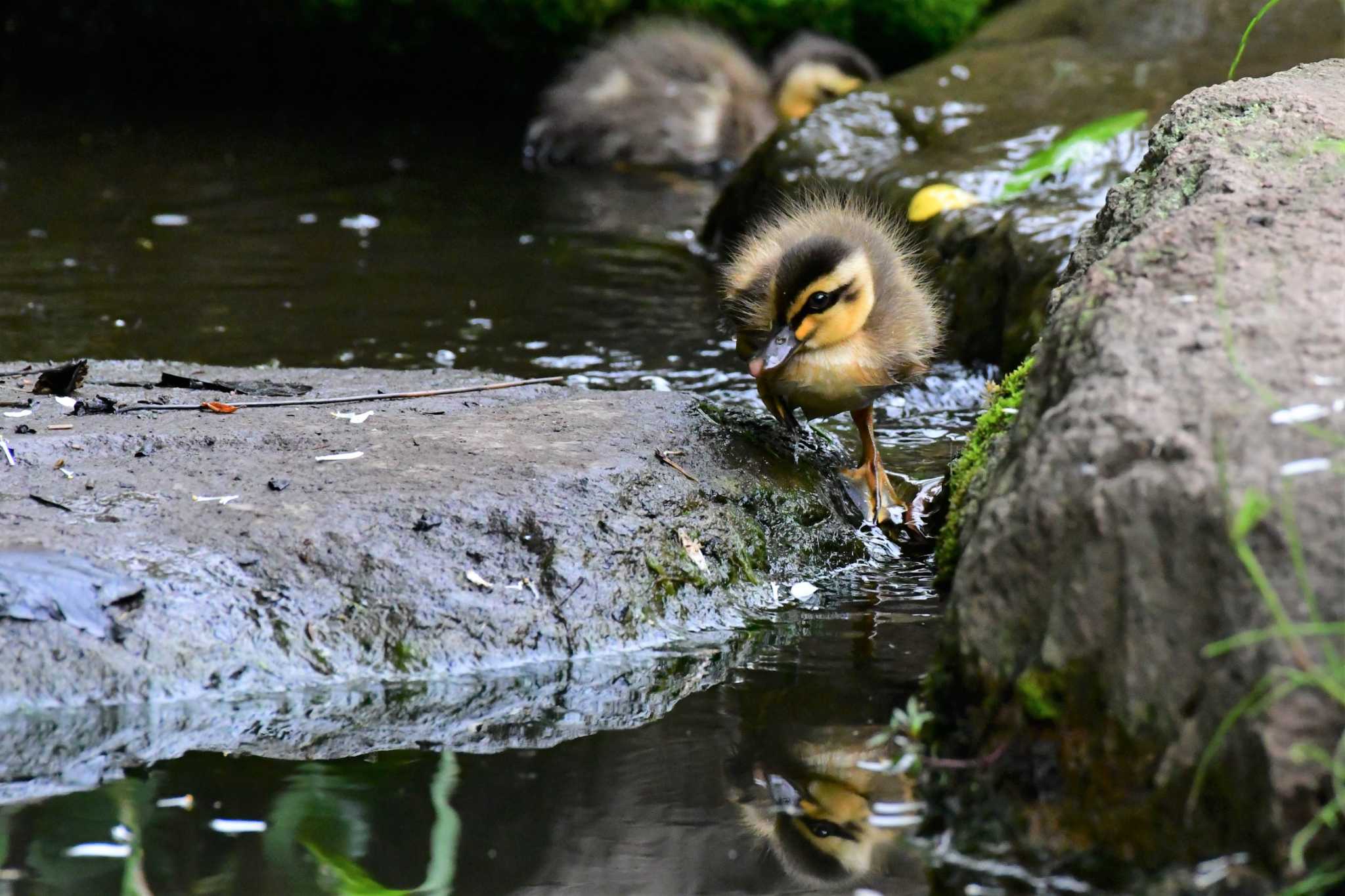 白幡池公園(神奈川県横浜市) カルガモの写真 by とり撮り4010