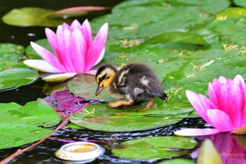 カルガモ 白幡池公園(神奈川県横浜市) 2021年5月16日(日)